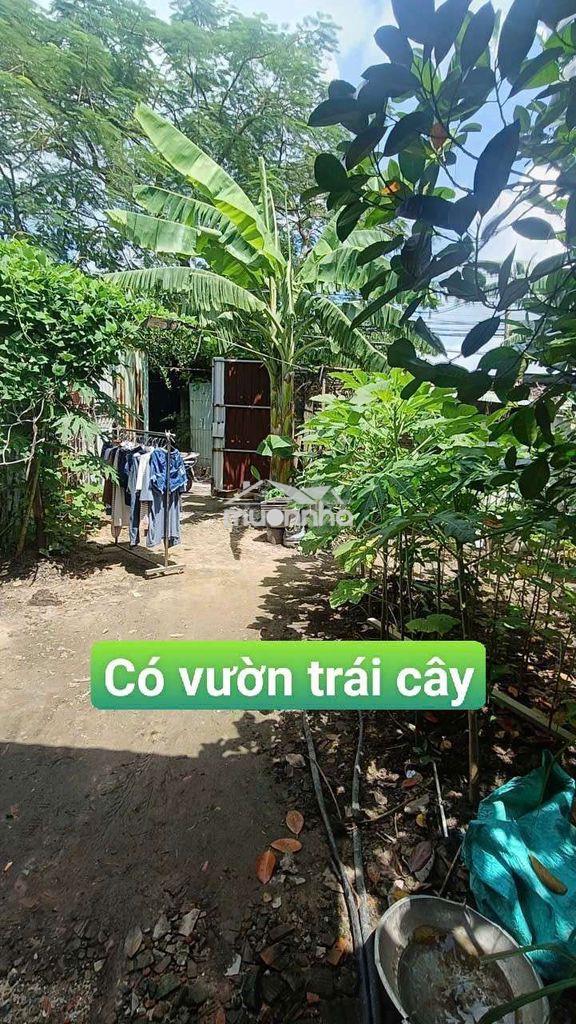 Nhà vườn trái  cây 8*25 có nhà tôn  đường kênh trung ương vĩnh lộc b - Ảnh 2